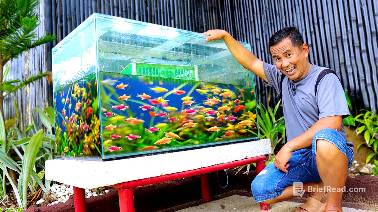 Tetra Fish Breeding at Home in an Easy Way using a 100-gallon Aquarium!