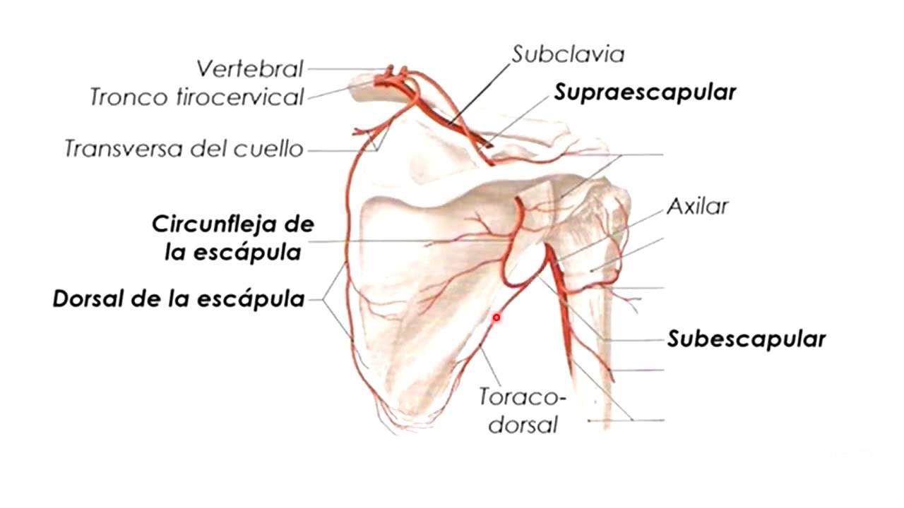 Anatomía Arterias y venas extremidad superior