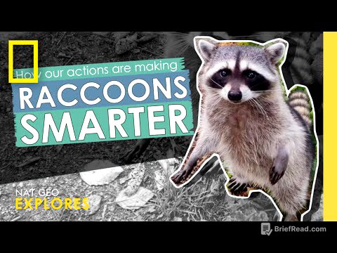 How our actions are making raccoons smarter | Webby Award Winner | Nat Geo Explores