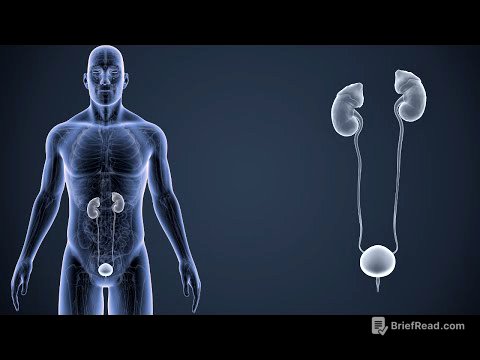 El SISTEMA URINARIO: su funcionamiento y partes (órganos)