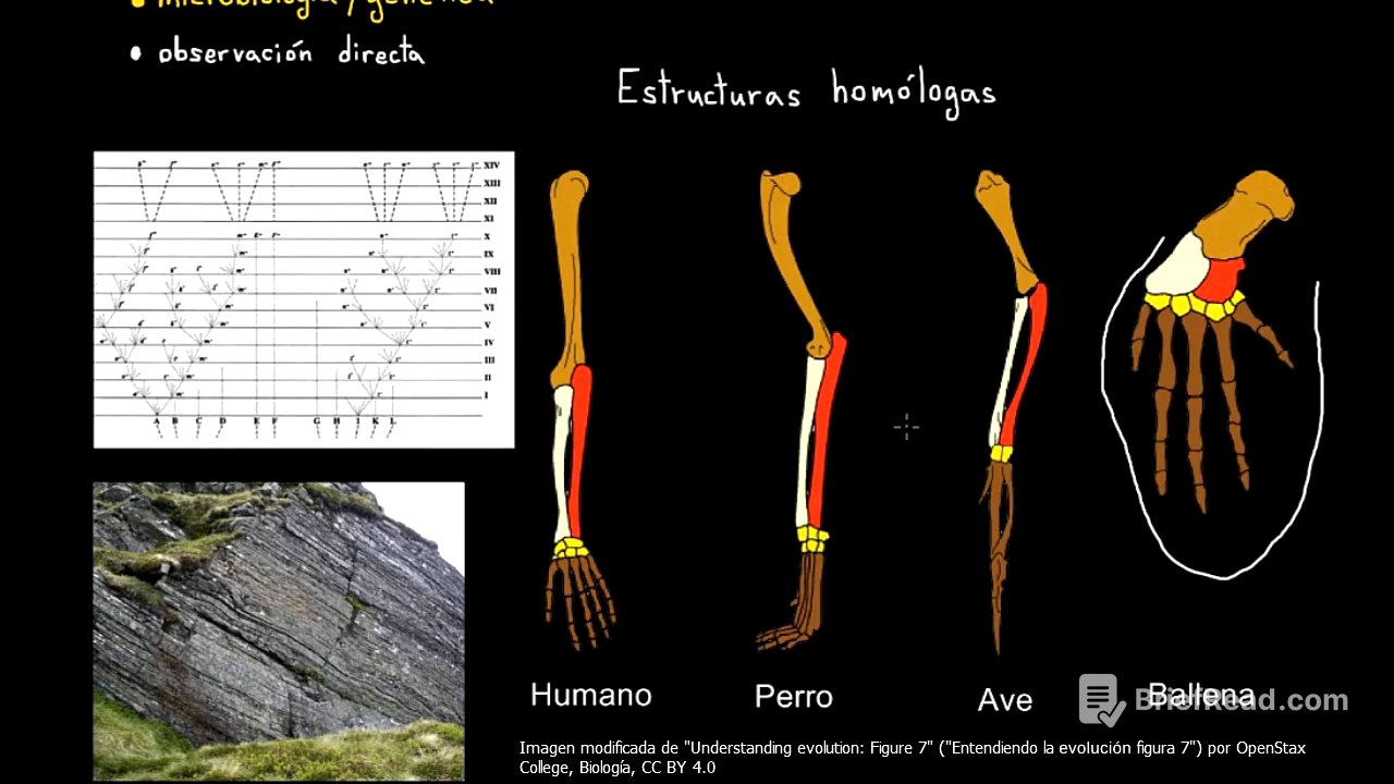 Evidencias de la evolución | Biología | Khan Academy en Español