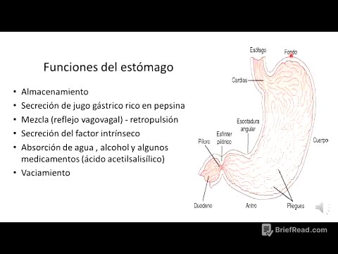6 estómago, ubicación y características