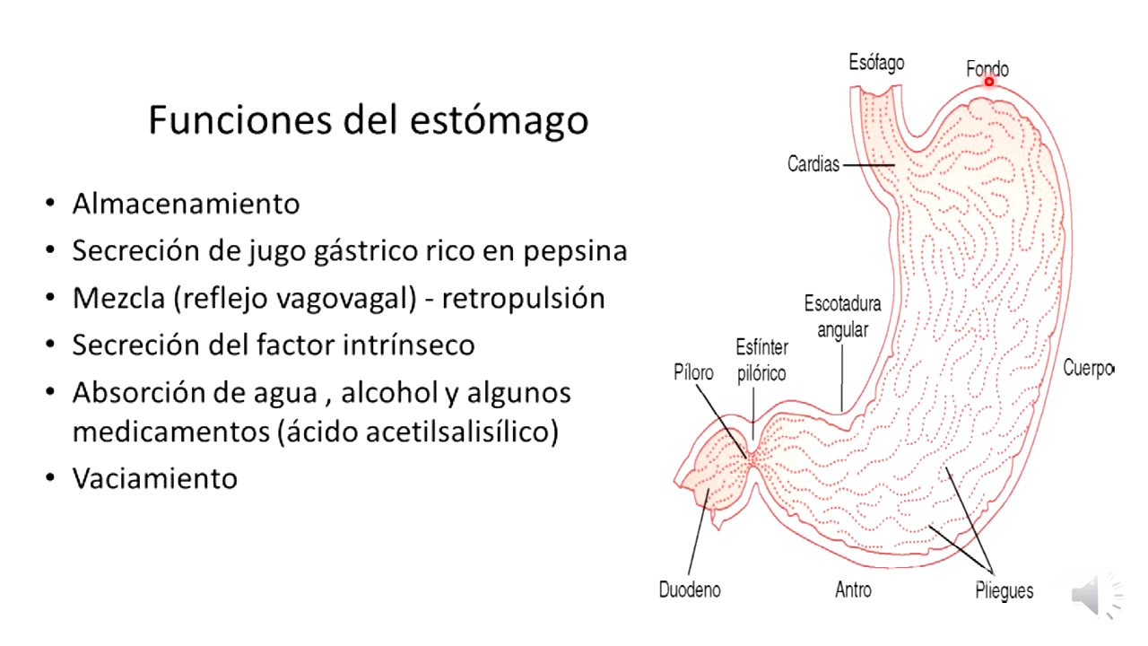 6 estómago, ubicación y características