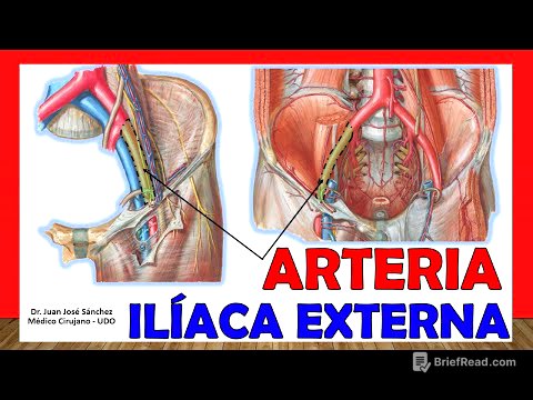 🥇 ARTERIA ILÍACA EXTERNA. ¡Anatomía fácil, rápida y sencilla!