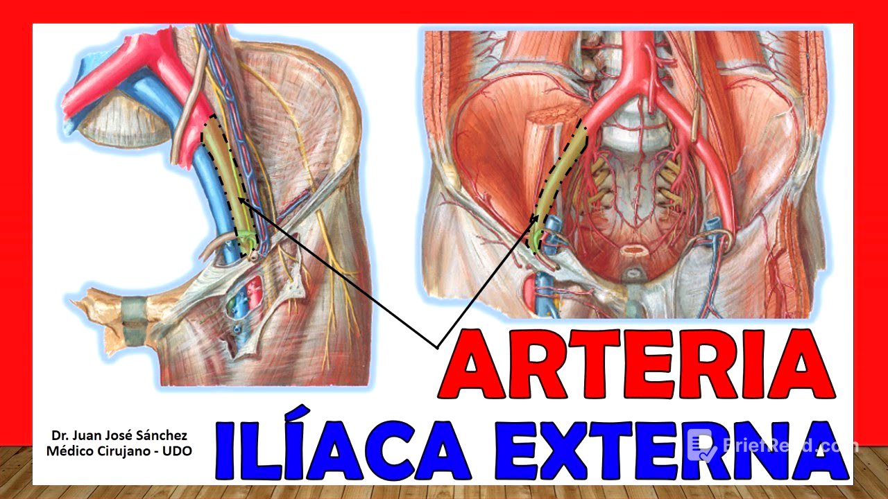 🥇 ARTERIA ILÍACA EXTERNA. ¡Anatomía fácil, rápida y sencilla!