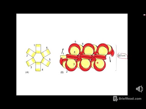 ADN cromatina