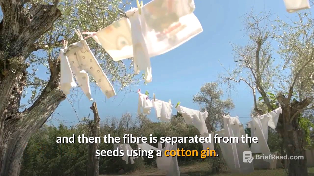 How is the Cotton plant turned into Clothes