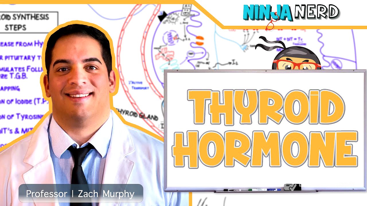 Endocrinology | Synthesis of Thyroid Hormone