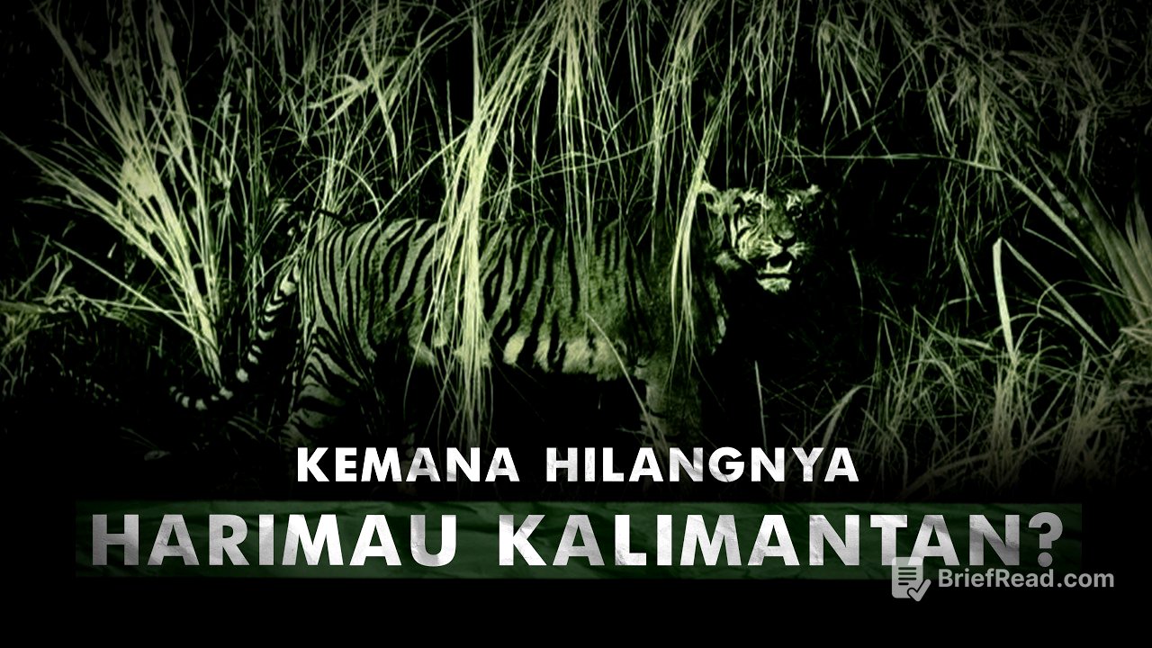Kenapa Tidak Ada Harimau di Kalimantan? | Harimau Kalimantan