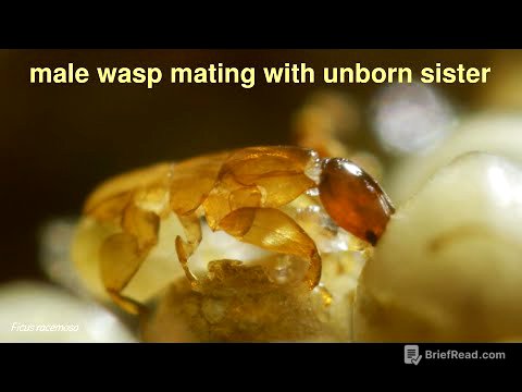 Incestuous fig wasps: death in paradise [HD]