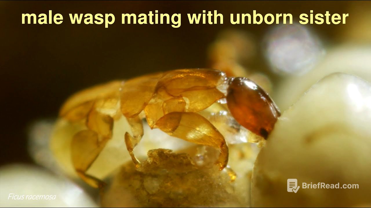 Incestuous fig wasps: death in paradise [HD]