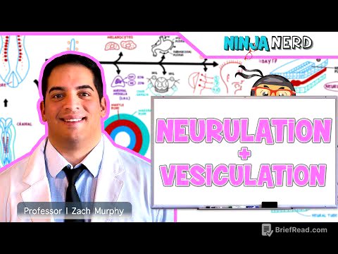 Embryology | Neurulation, Vesiculation, Neural Crest Cell Migration