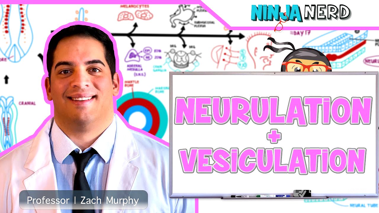 Embryology | Neurulation, Vesiculation, Neural Crest Cell Migration