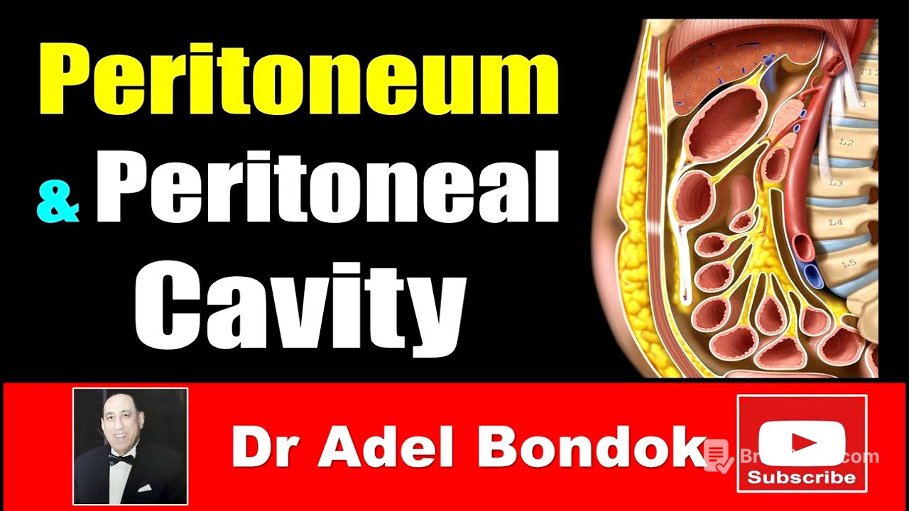 Peritoneum, Peritoneal Cavity, Lesser Sac, Greater Sac and Peritoneal Recesses, Dr Adel Bondok