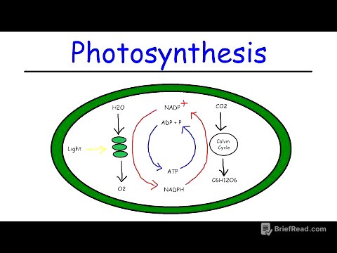 Photosynthesis - Light Dependent Reactions and the Calvin Cycle