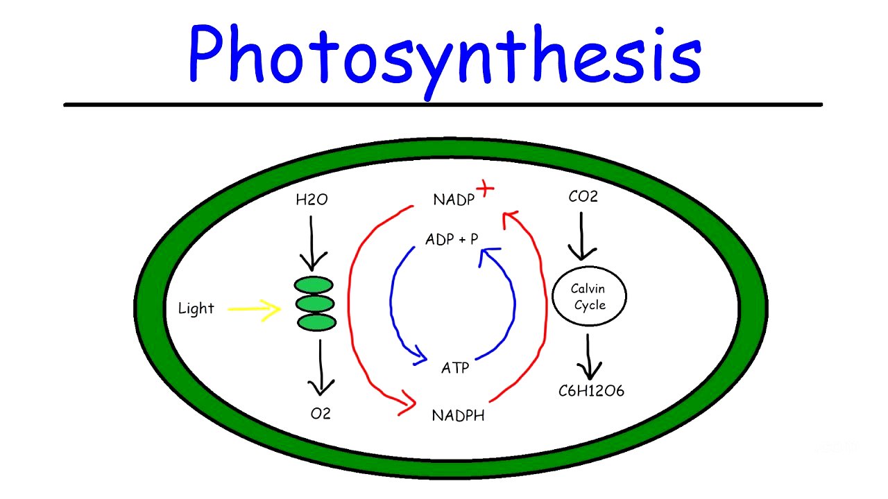 Photosynthesis - Light Dependent Reactions and the Calvin Cycle