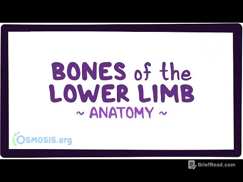 Bones of the lower limb: Anatomy