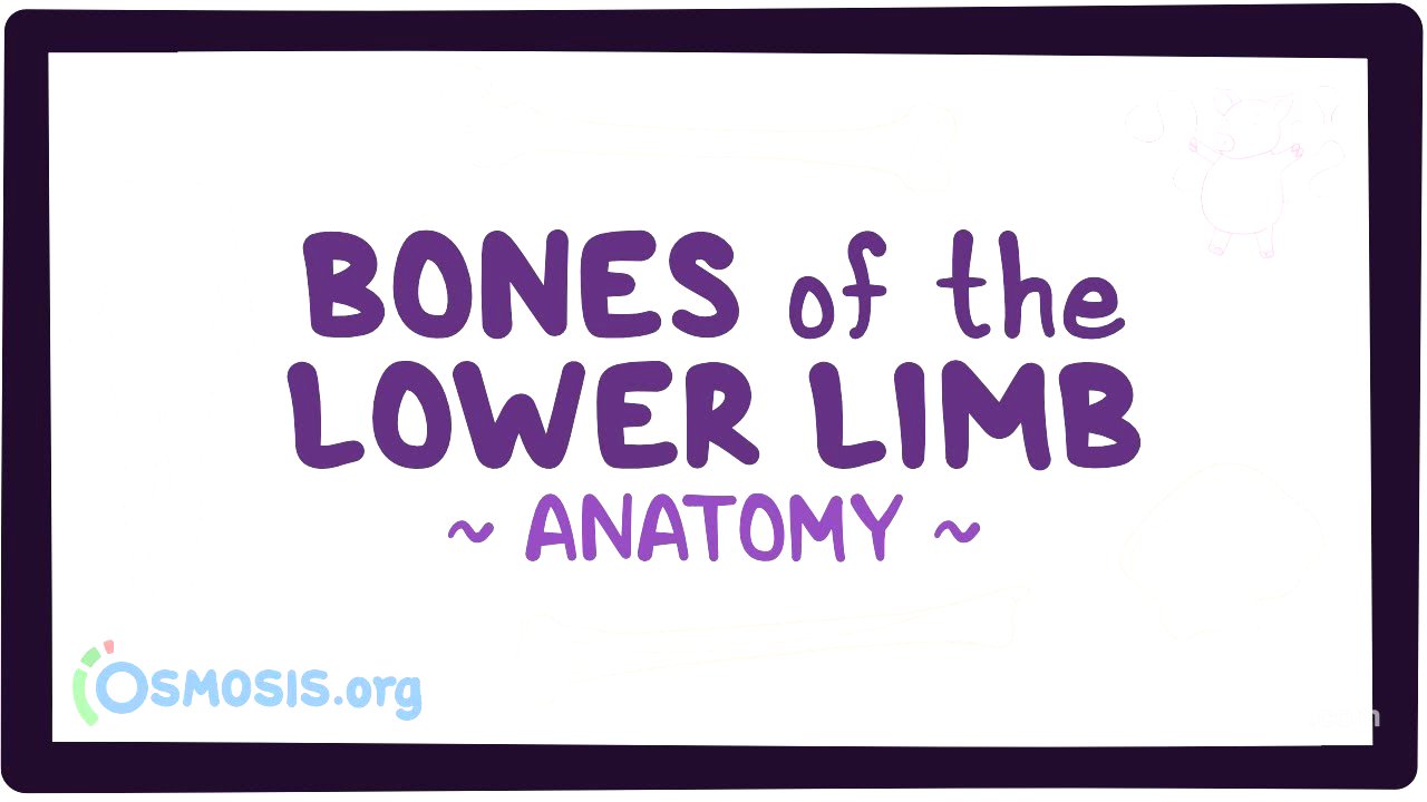 Bones of the lower limb: Anatomy