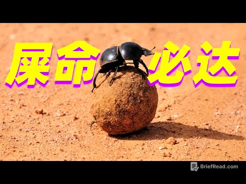 【屎命01】为什么屎壳郎搓好的粪球要搬去更远的地方?why dung beetles need takes poop balls away?