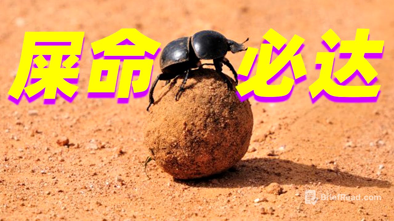 【屎命01】为什么屎壳郎搓好的粪球要搬去更远的地方?why dung beetles need takes poop balls away?