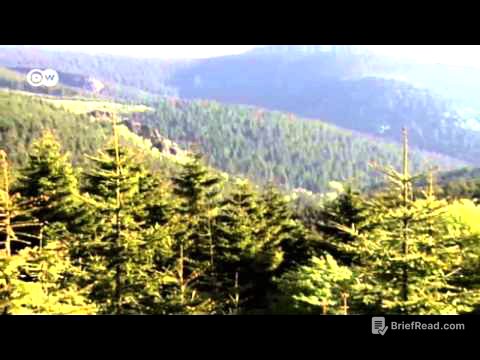 Der deutsche Wald - ein Mythos | Projekt Zukunft
