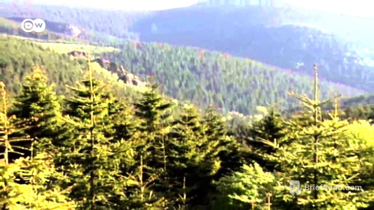 Der deutsche Wald - ein Mythos | Projekt Zukunft