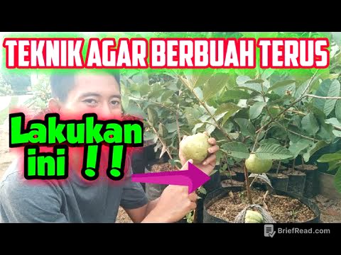 Cara Membuahkan Jambu Kristal Terus Menerus Dalam Pot