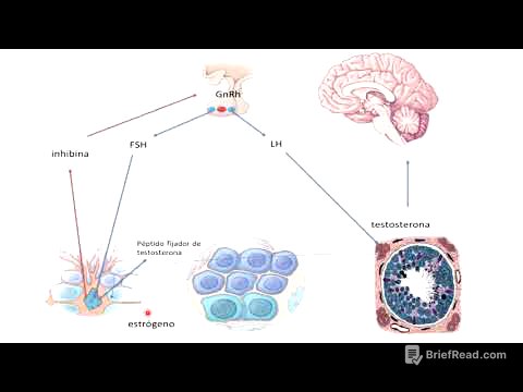 7 control hormonal de la sexualidad masculina