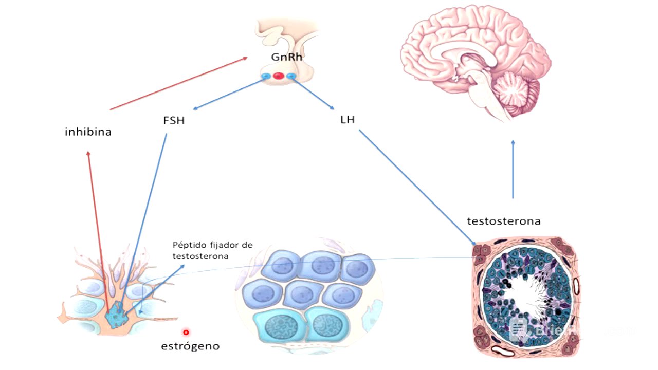 7 control hormonal de la sexualidad masculina