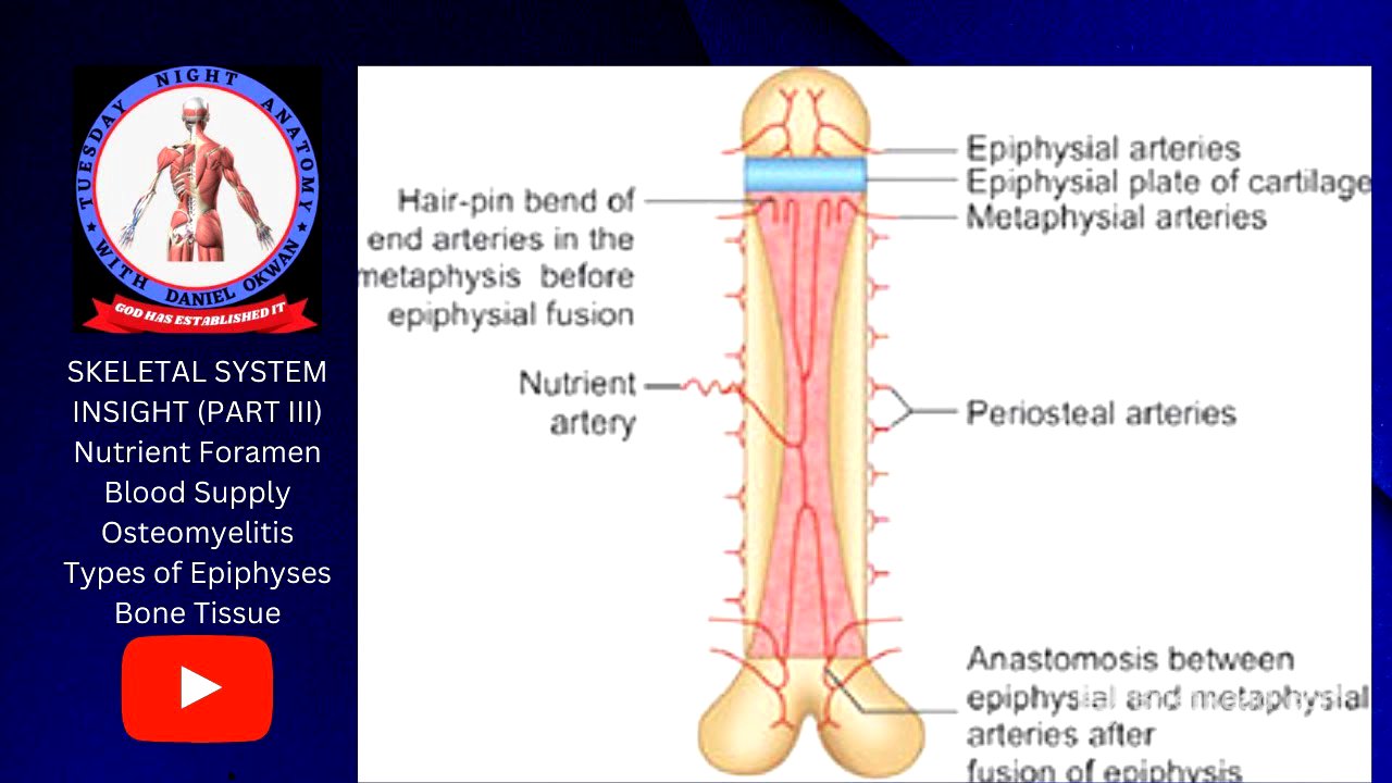 RIM/TNA with DO - Skeletal System Insight III
