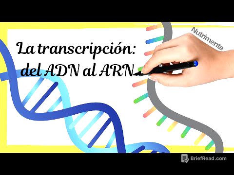 La TRANSCRIPCIÓN del ADN al ARN (paso a paso)