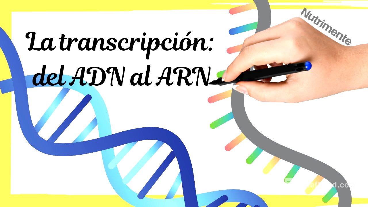 La TRANSCRIPCIÓN del ADN al ARN (paso a paso)