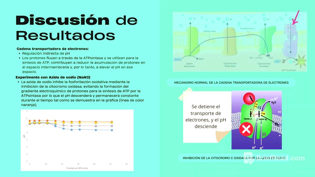 BOMBEO DE PROTONES EN LEVADURAS; EFECTO DE INHIBIDORES, DESACOPLANTES E IBP