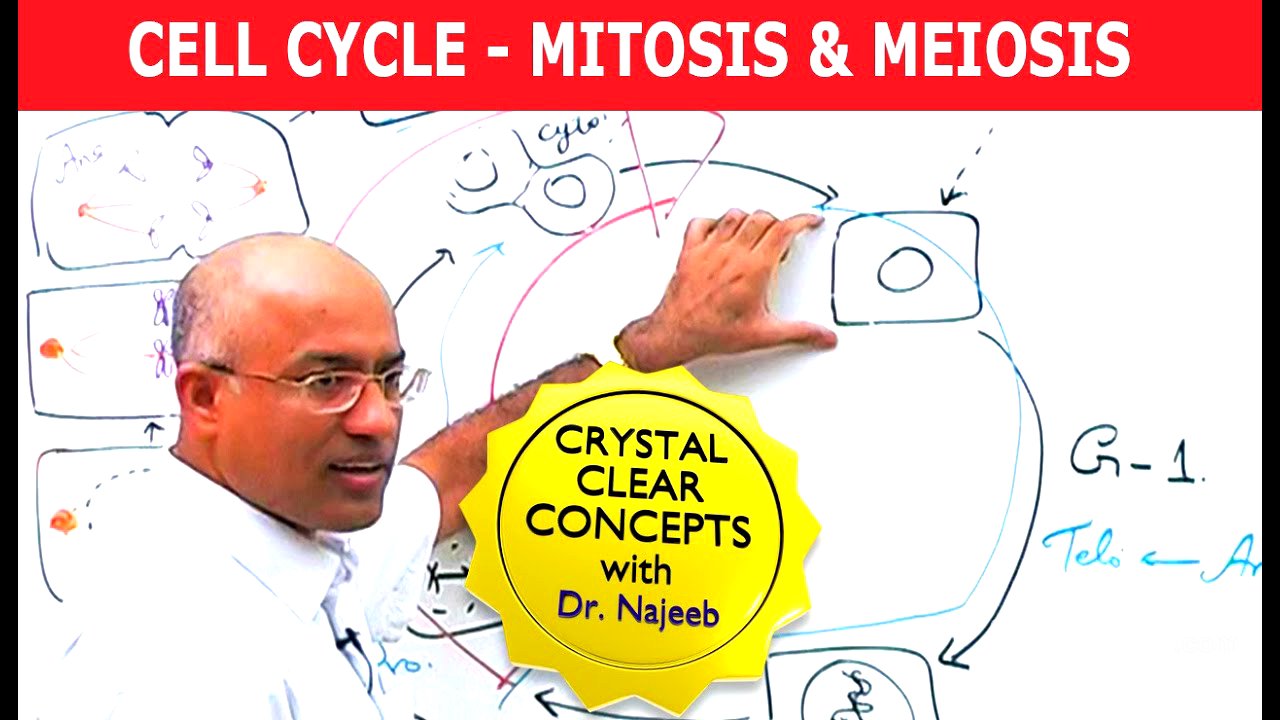 Cell Cycle and Genes | Mitosis & Meiosis