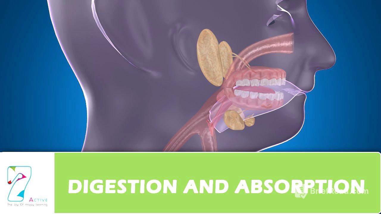 DIGESTION AND ABSORPTION