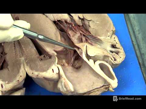 Heart dissection (Pig)