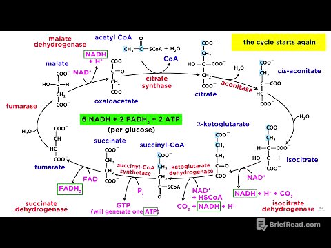 Cellular Respiration Part 2: The Citric Acid Cycle