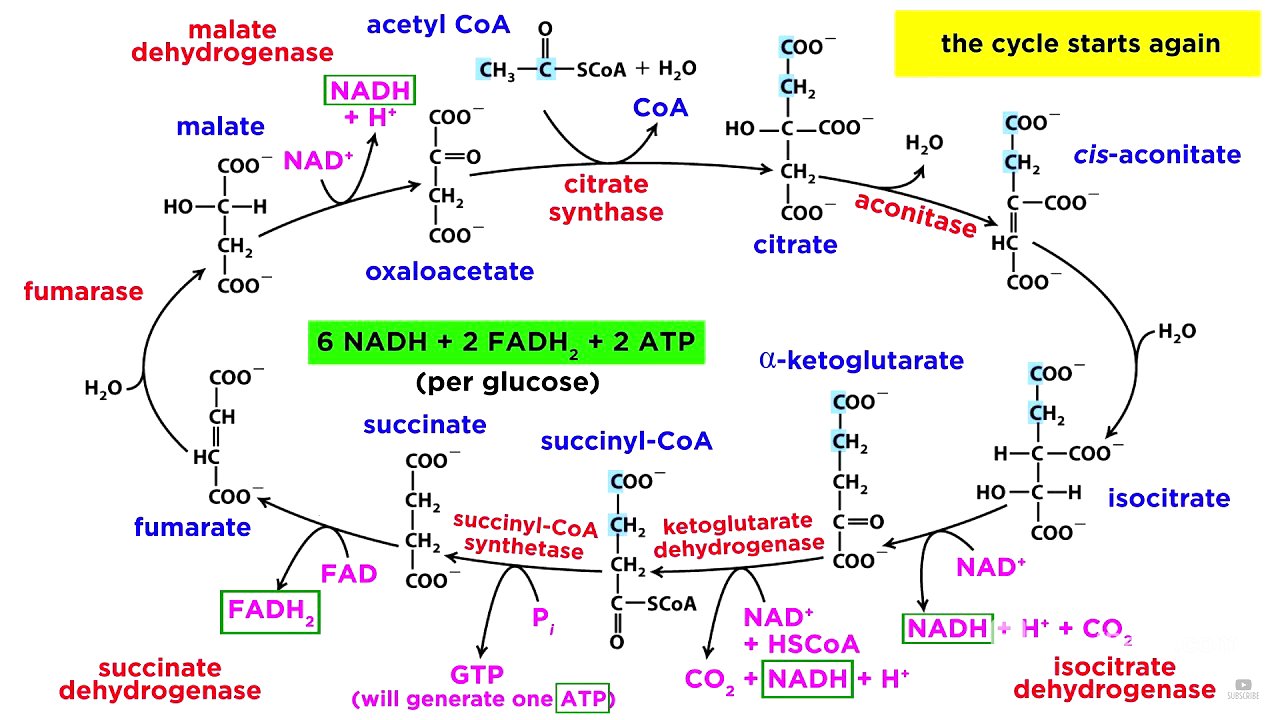 Cellular Respiration Part 2: The Citric Acid Cycle
