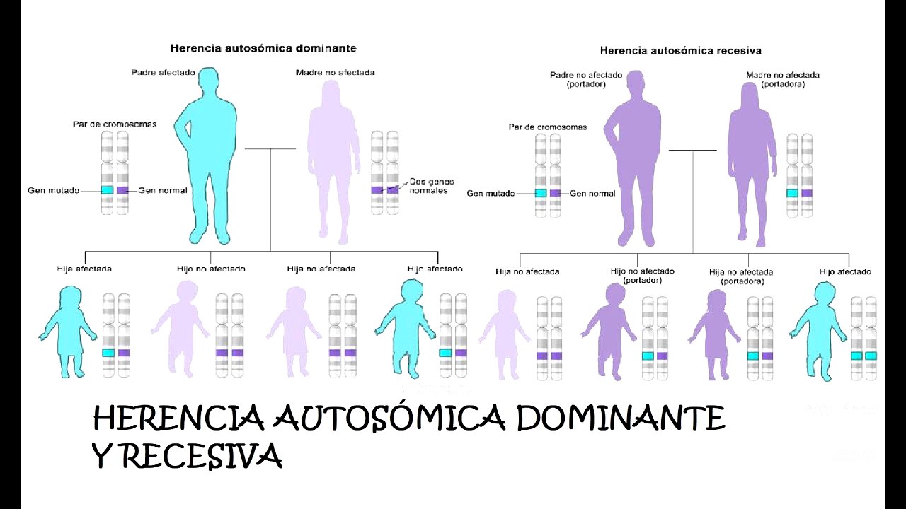 Herencia Autosómica Dominante y Recesiva