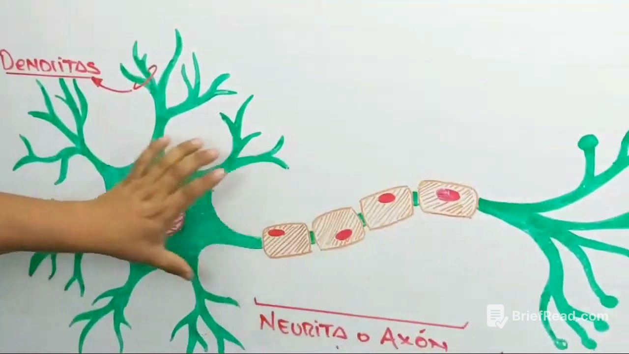 ✅SISTEMA NERVIOSO   parte 01