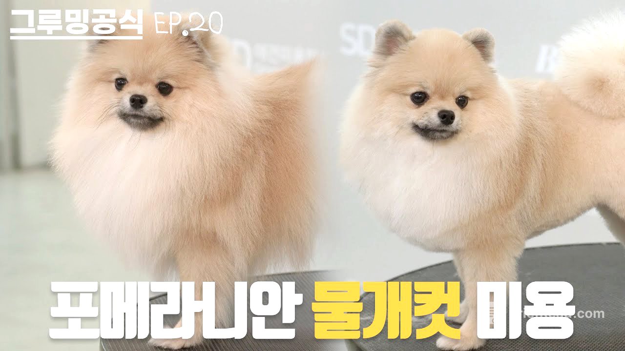 강아지야 물개야? | 그루밍공식시즌2 EP20 | 포메라니안 물개컷 미용 | Pomeranian Grooming