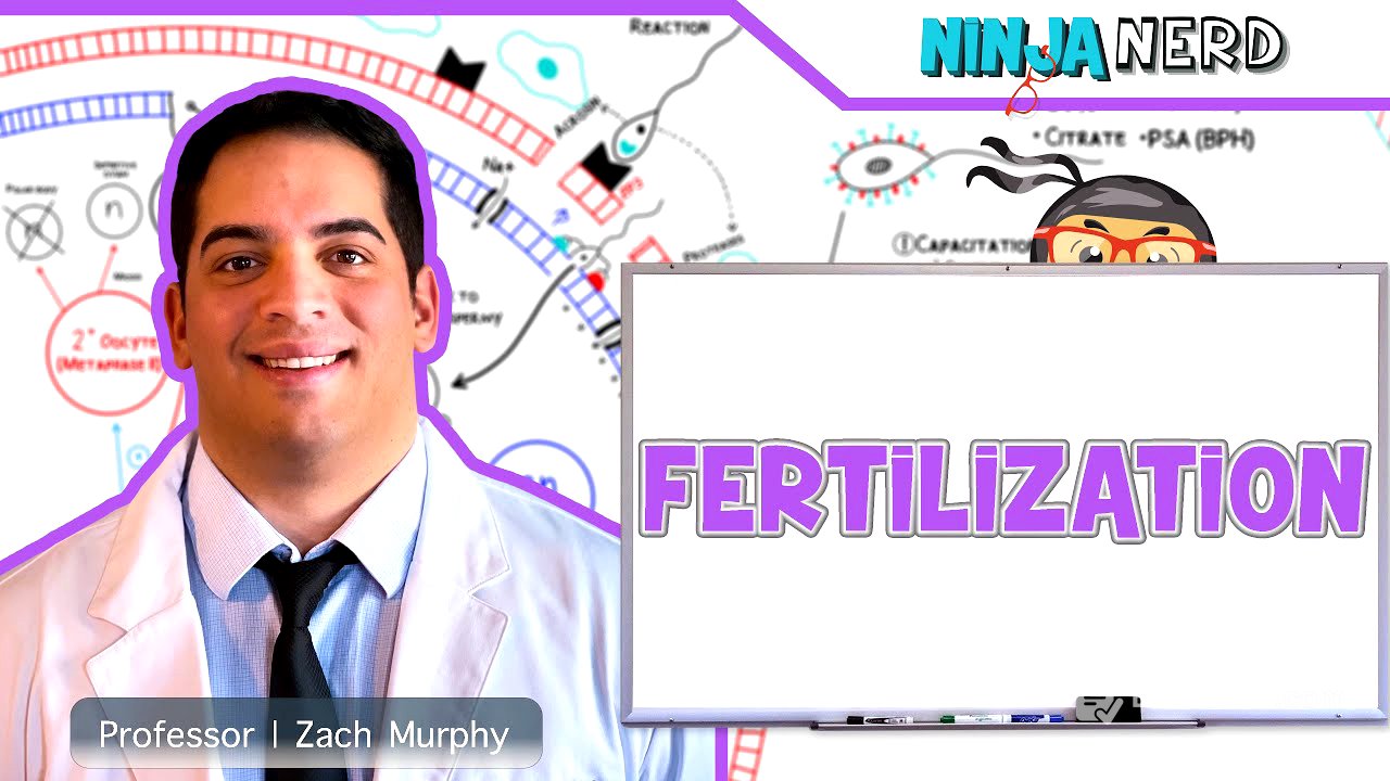 Reproductive System | Fertilization