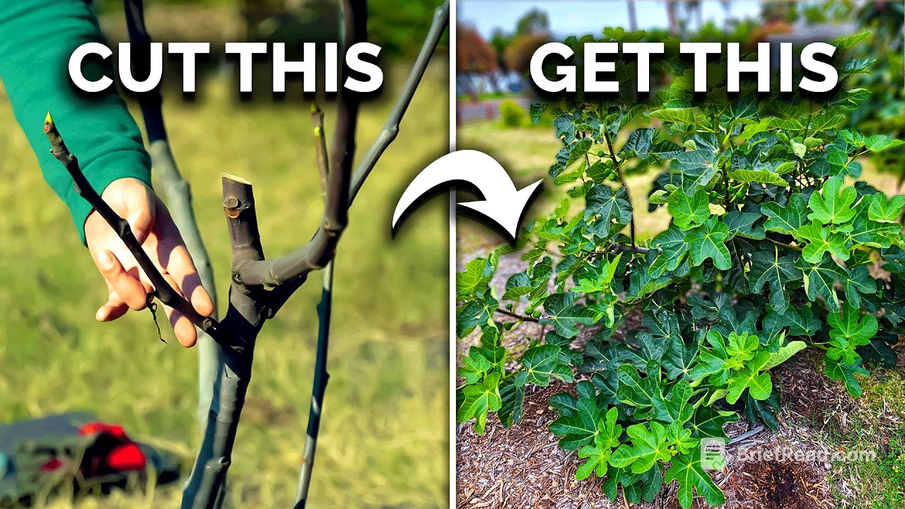 How to Prune Fig Trees for BIG Harvests