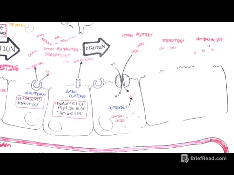 Protein Digestion and Absorption