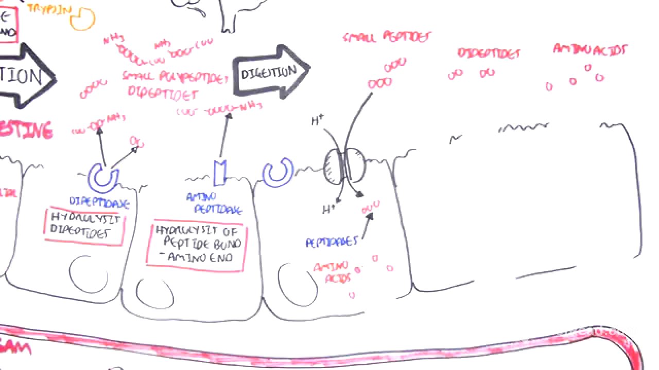 Protein Digestion and Absorption