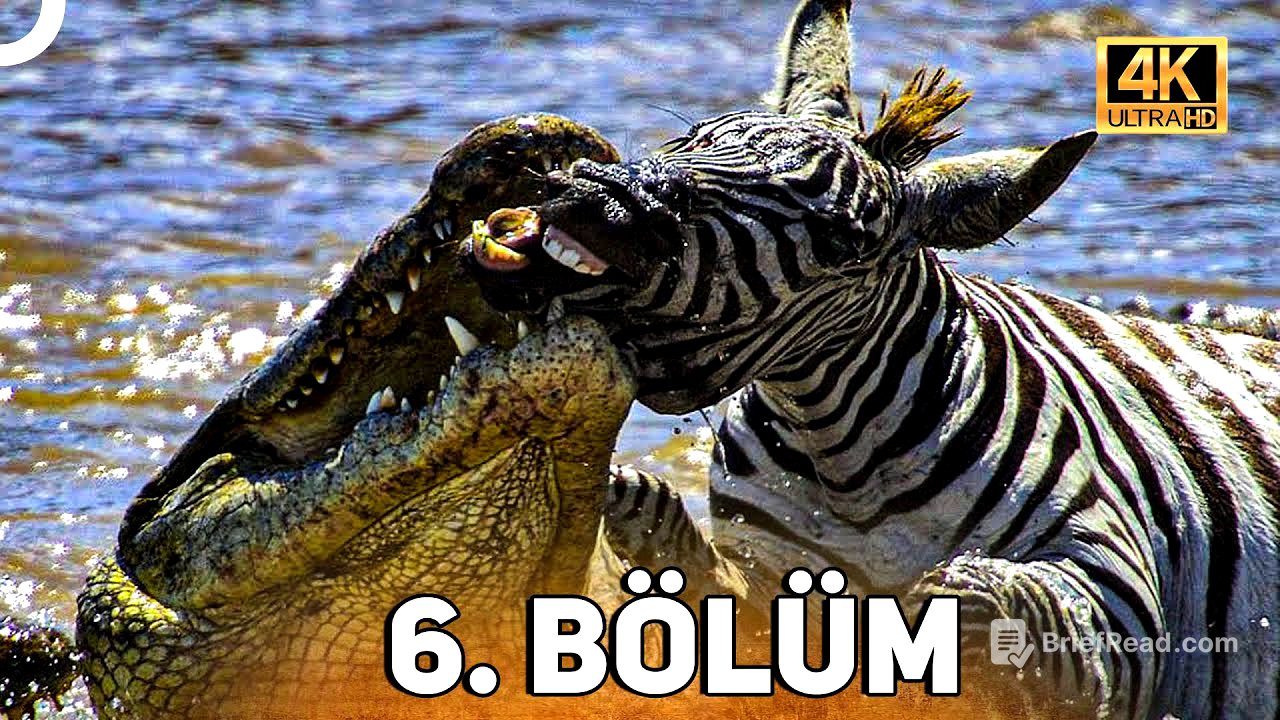 VAHŞİ SERÜVEN 6. BÖLÜM | 4K HAYVAN BELGESELİ