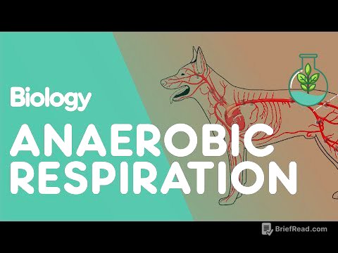 What Is Anaerobic Respiration | Physiology | Biology | FuseSchool
