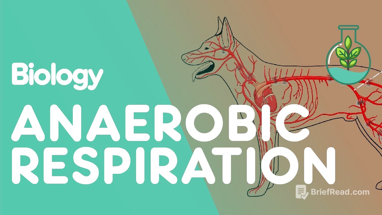 What Is Anaerobic Respiration | Physiology | Biology | FuseSchool
