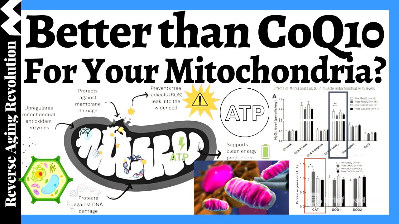 Outperform CoQ10? Human Trials Reveal A Superior Mitochondrial Supplement