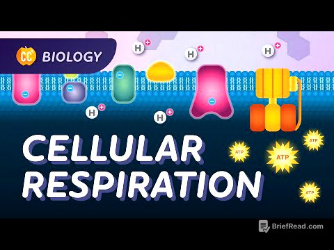 Cellular Respiration: Do Cells Breathe?: Crash Course Biology #27